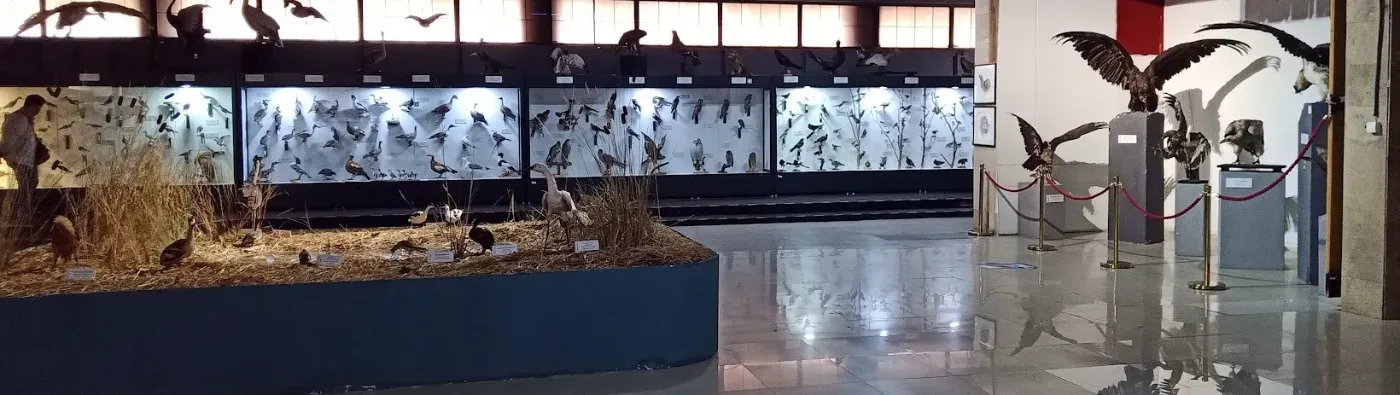 Шувууны Танхим - Birds